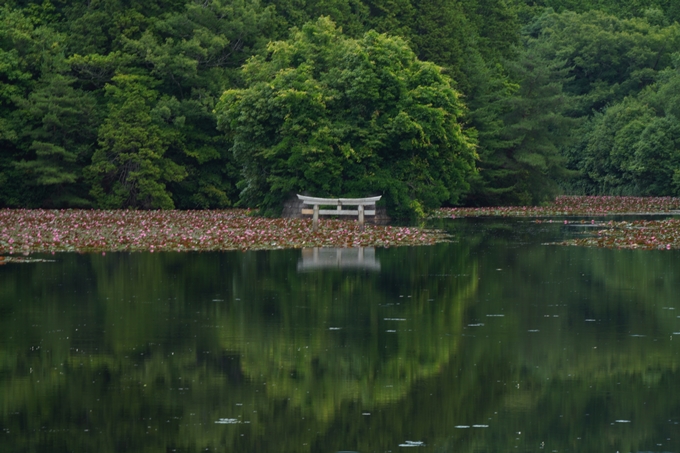 弁天池の沈み鳥居　No7