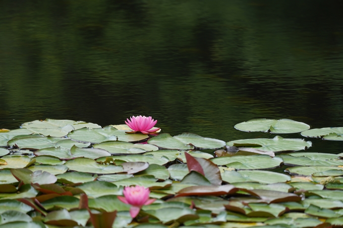 弁天池の沈み鳥居　No10