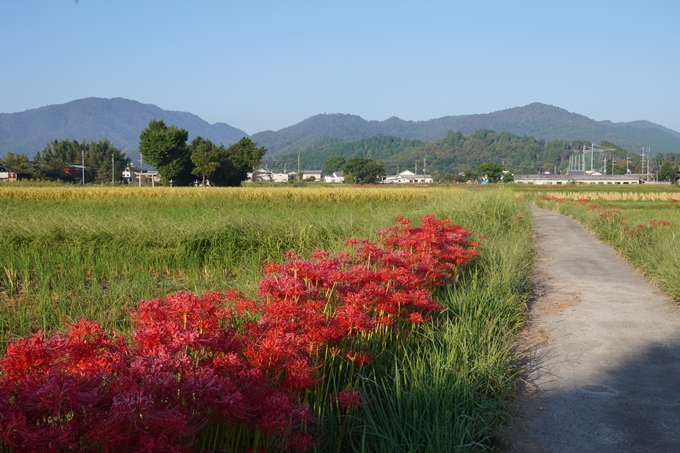 彼岸花_曽我部町_2023　No25