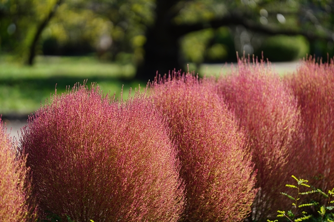 京都府立植物園_2023-10　No5