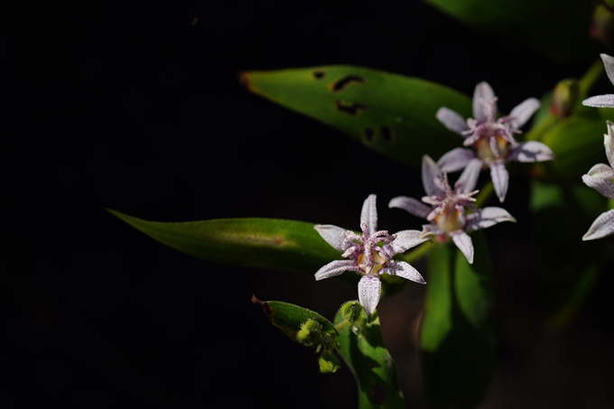 京都府立植物園_2023-10　No8