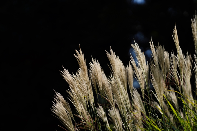 京都府立植物園_2023-10　No10