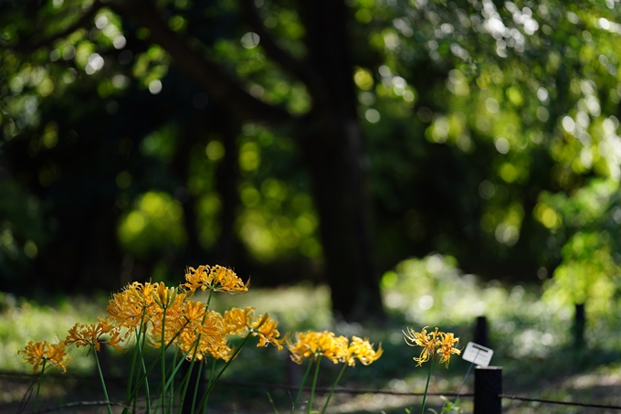 京都府立植物園_2023-10　No11