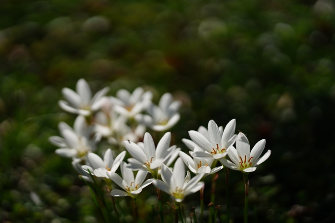 京都府立植物園_2023-10　No12