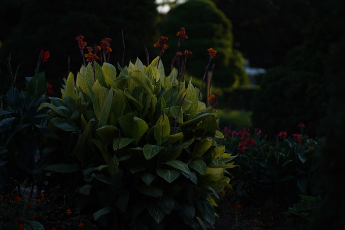 京都府立植物園_2023-10　No22