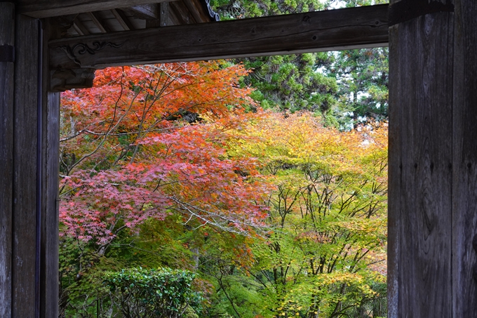 亀岡・園部_紅葉_2023　No7