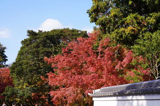 南禅寺・真如堂_紅葉_2023　No3