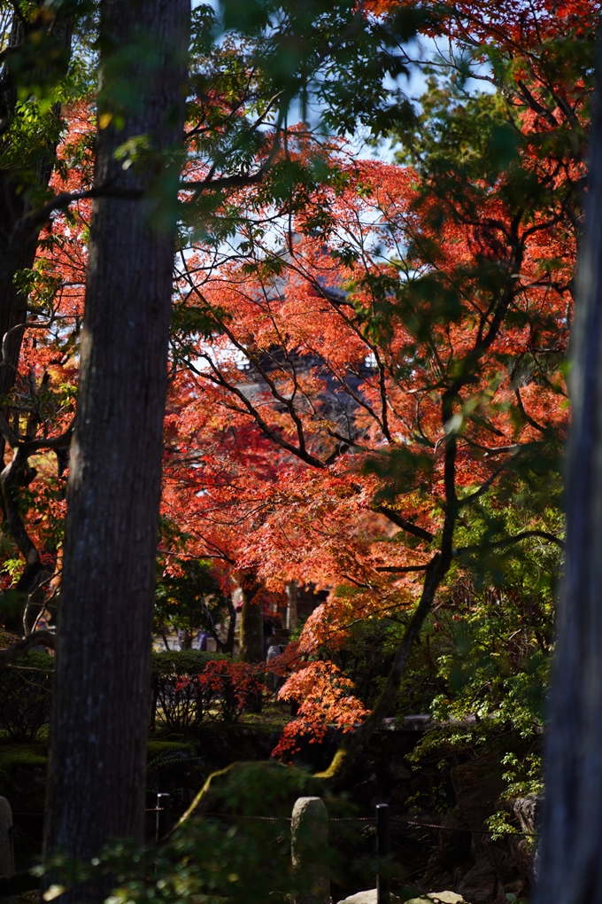 南禅寺・真如堂_紅葉_2023　No18