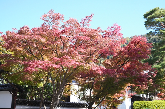 南禅寺・真如堂_紅葉_2023　No6