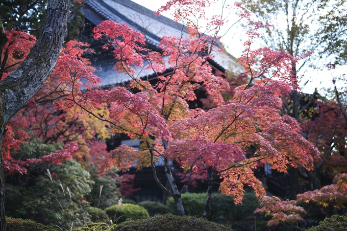 南禅寺・真如堂_紅葉_2023　No16