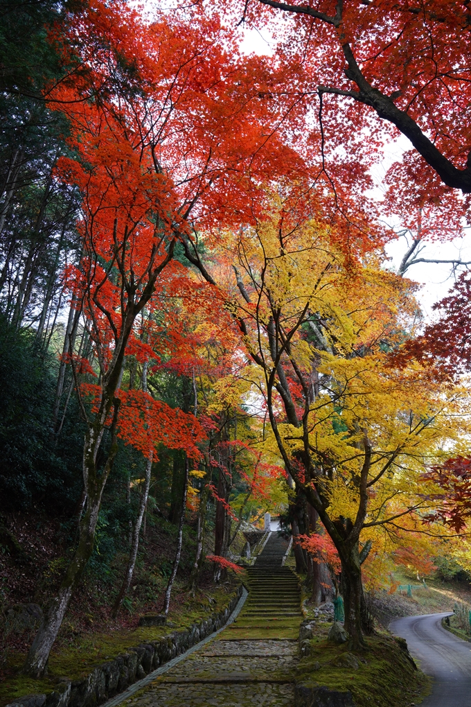 亀岡_紅葉_2023-11-23　No2