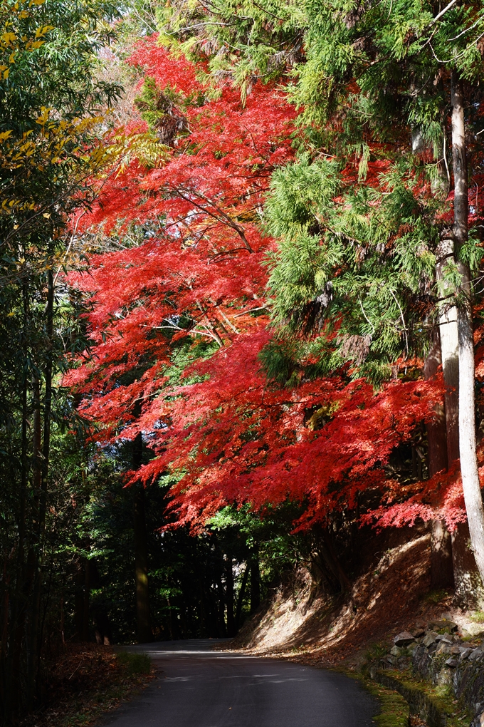 亀岡_紅葉_2023-11-26　No2