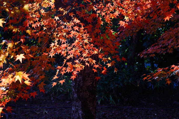 宝厳院_紅葉_2023-11-29　No5