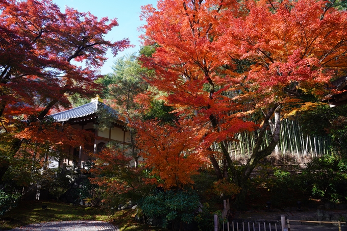 宝厳院_紅葉_2023-11-29　No10