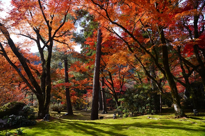 宝厳院_紅葉_2023-11-29　No12