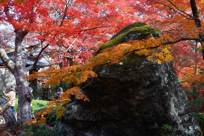 宝厳院_紅葉_2023-11-29　No13