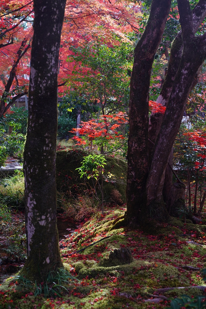 宝厳院_紅葉_2023-11-29　No14