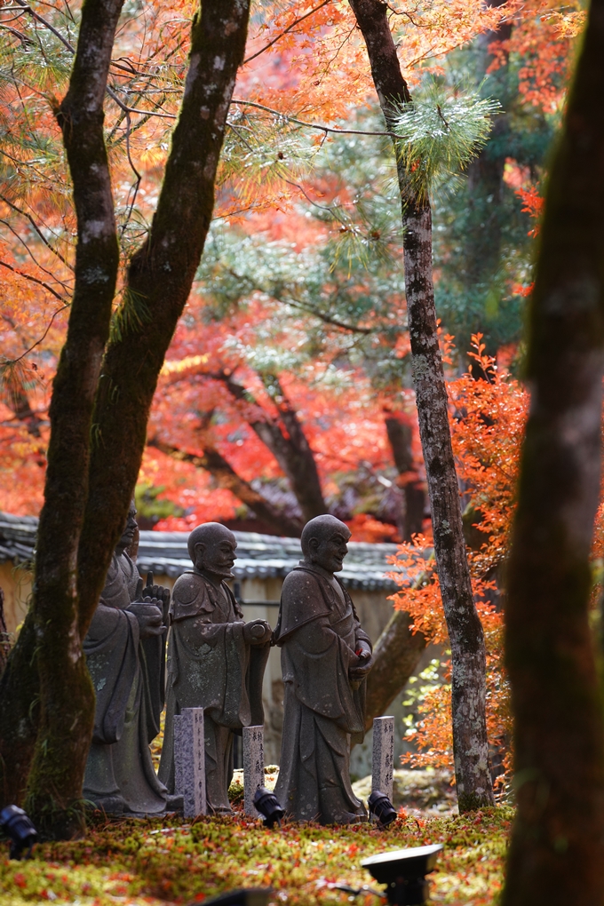 宝厳院_紅葉_2023-11-29　No16