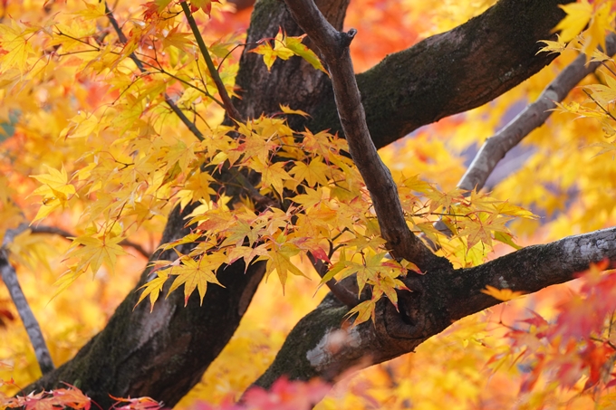 宝厳院_紅葉_2023-11-29　No18