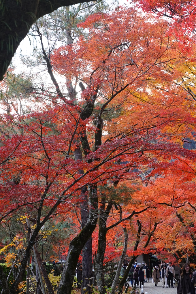 宝厳院_紅葉_2023-11-29　No19