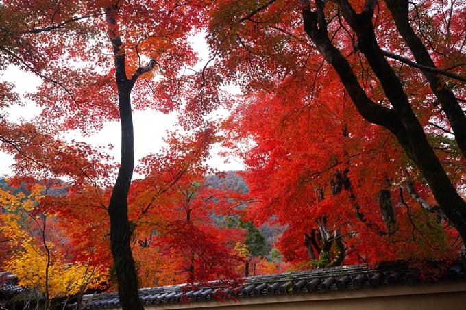 宝厳院_紅葉_2023-11-29　No20