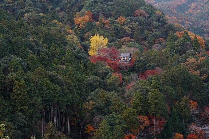 宝厳院_紅葉_2023-11-29　No22