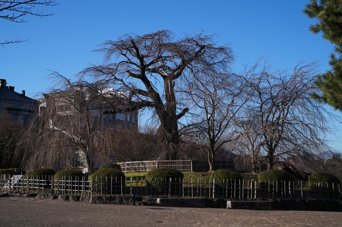 東山_散歩_2024-01　No30