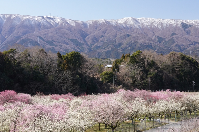 いなべ市農業公園_枝垂れ梅　No24