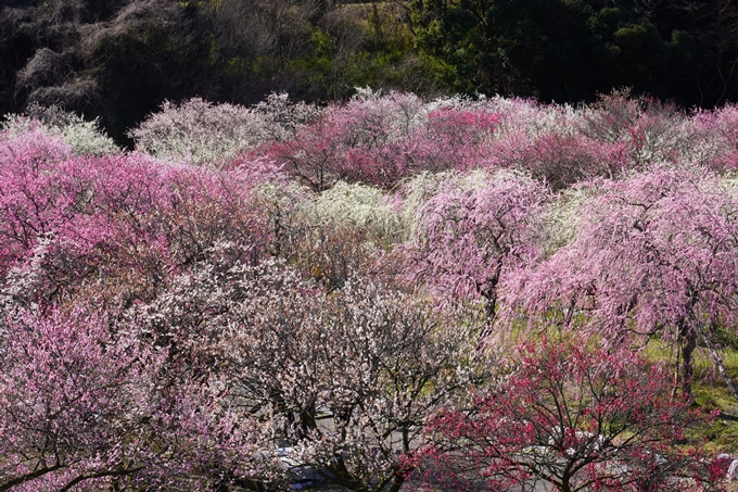 いなべ市農業公園_枝垂れ梅　No13