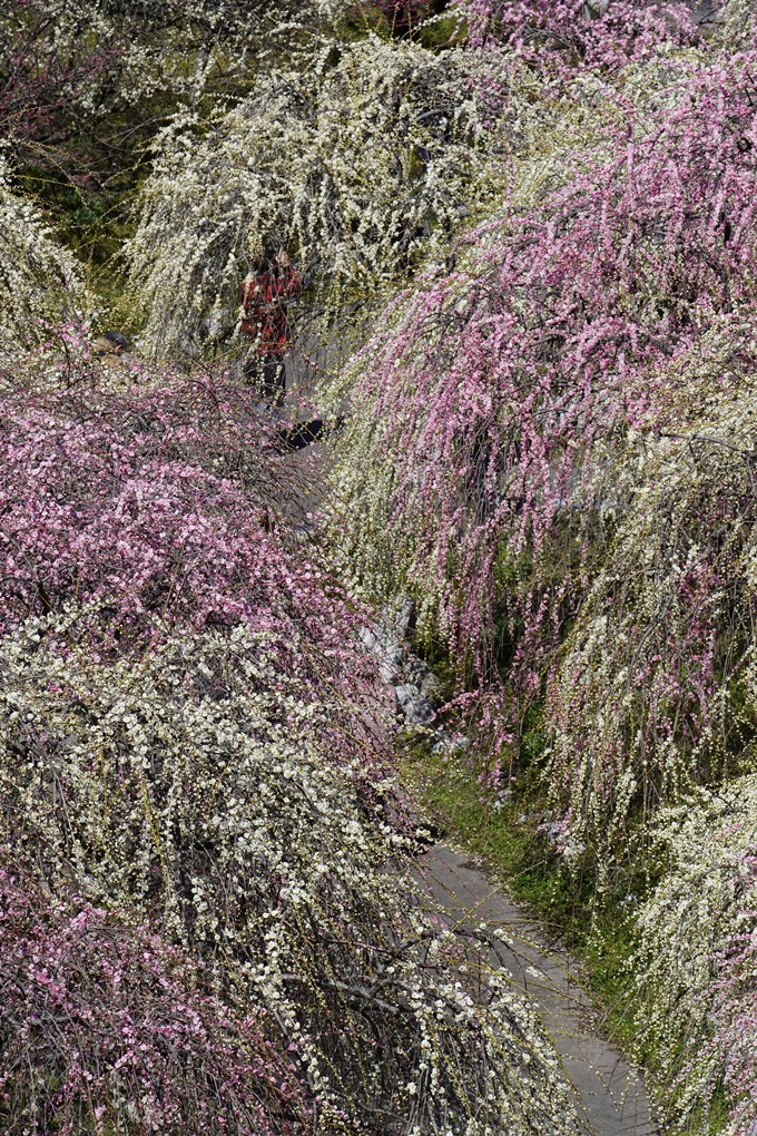 いなべ市農業公園_枝垂れ梅　No12