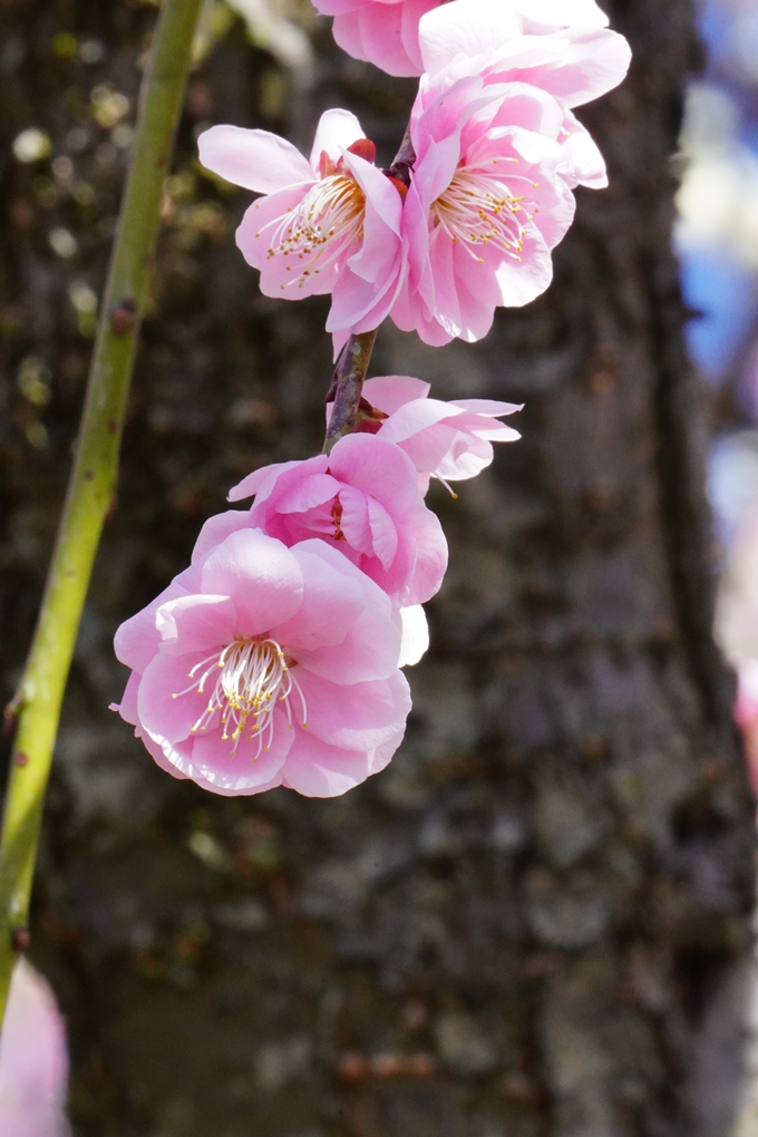 いなべ市農業公園_枝垂れ梅　No17