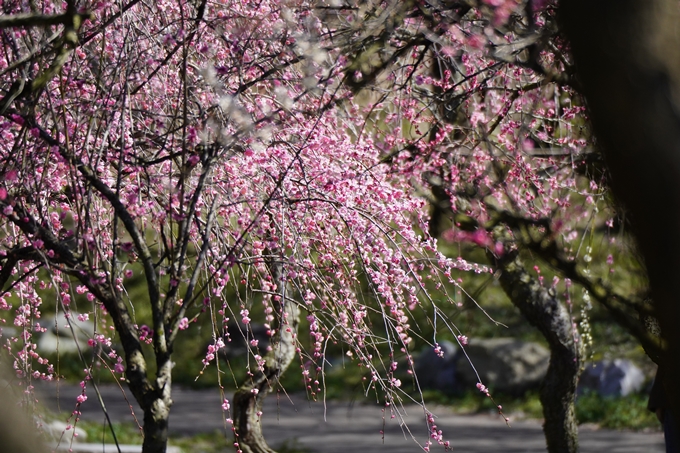 いなべ市農業公園_枝垂れ梅　No4