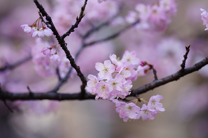 旧成徳中学校_春めき桜　No15