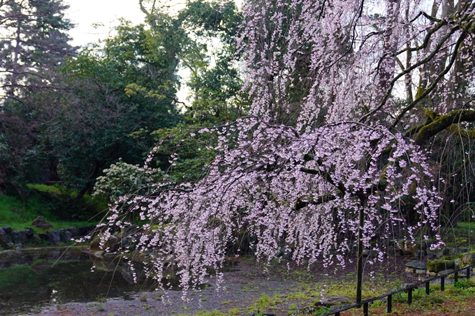 近衛邸跡の糸桜　No2