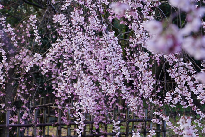 近衛邸跡の糸桜　No3