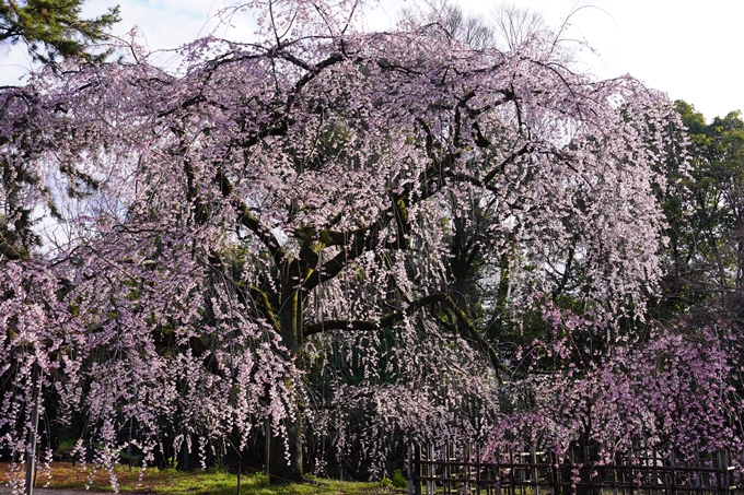 近衛邸跡の糸桜　No4