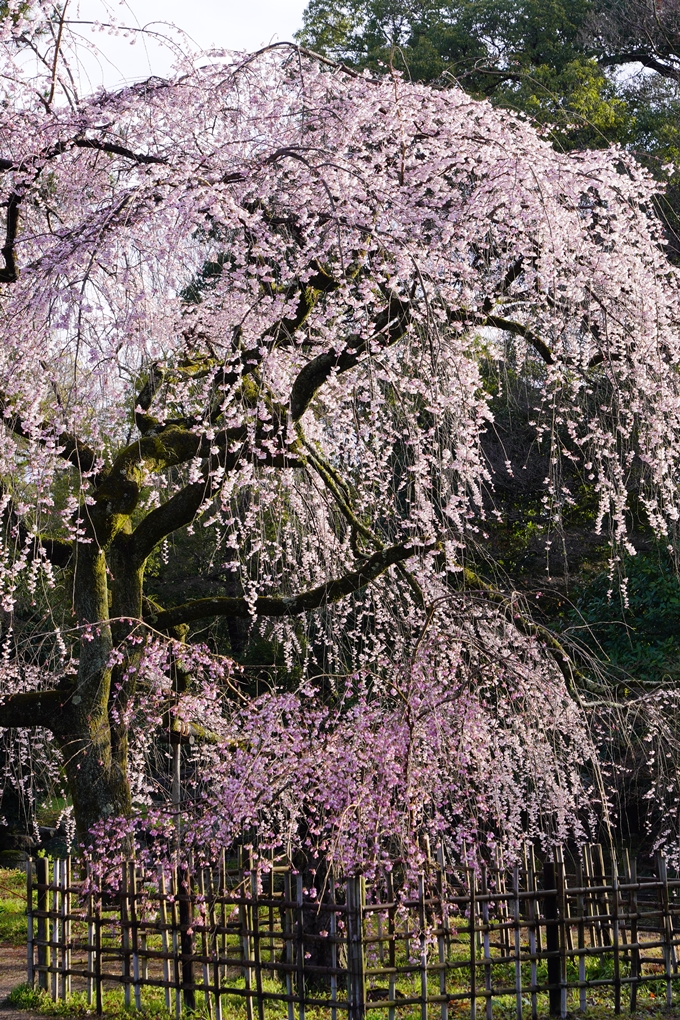 近衛邸跡の糸桜　No5