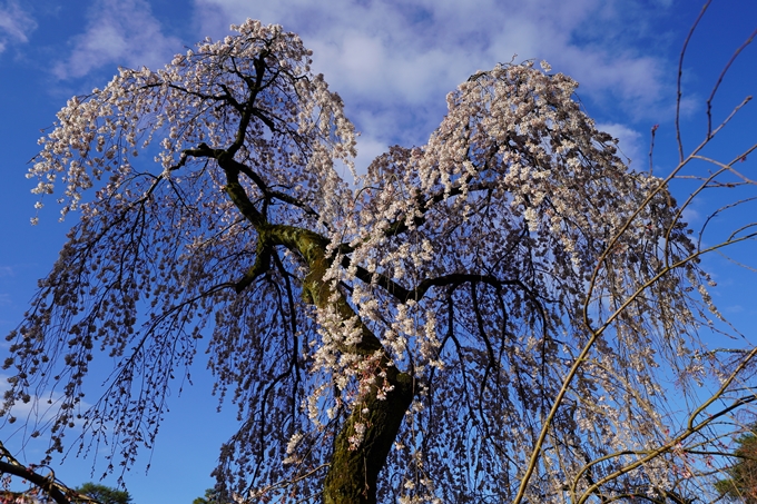 近衛邸跡の糸桜　No9