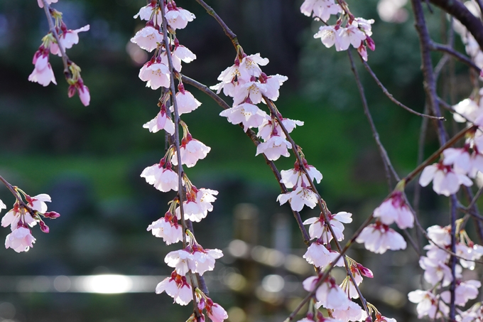 近衛邸跡の糸桜　No11