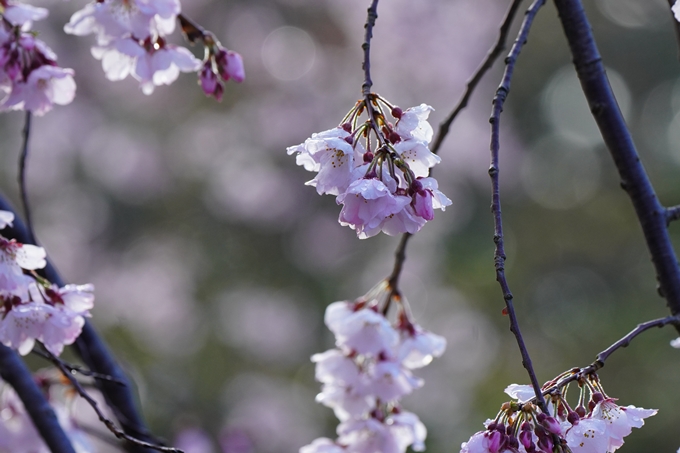 近衛邸跡の糸桜　No12