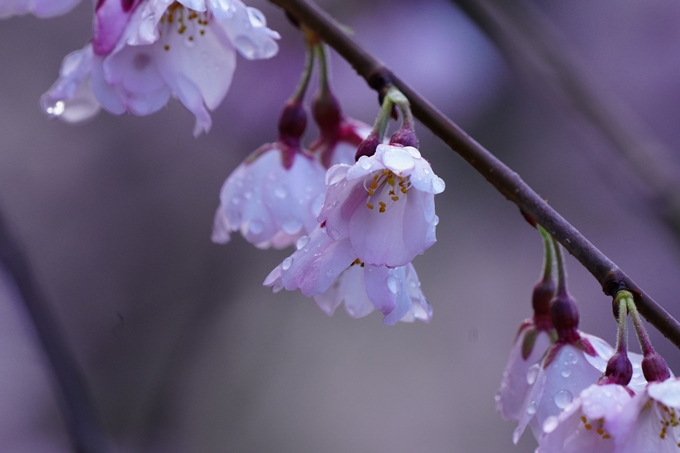 近衛邸跡の糸桜　No13