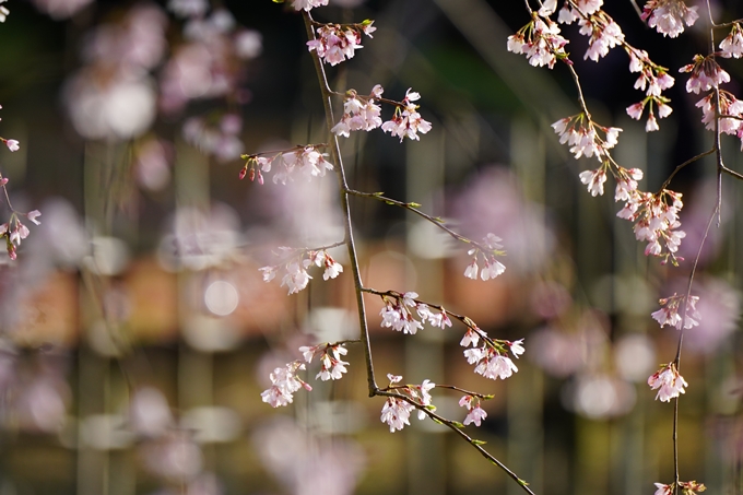 近衛邸跡の糸桜　No14