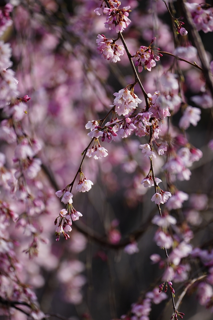 近衛邸跡の糸桜　No16