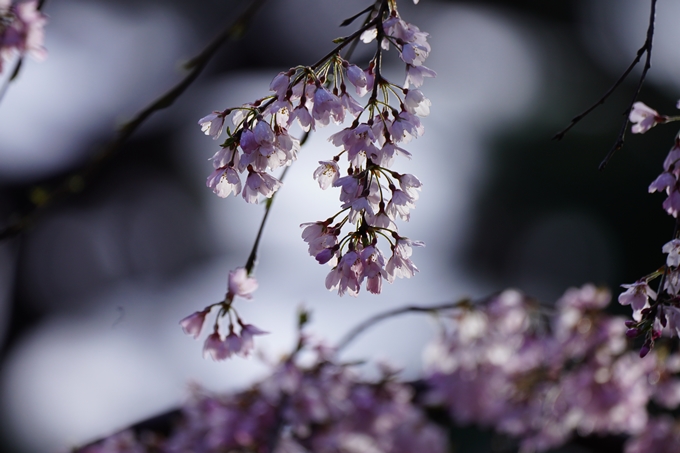 近衛邸跡の糸桜　No17