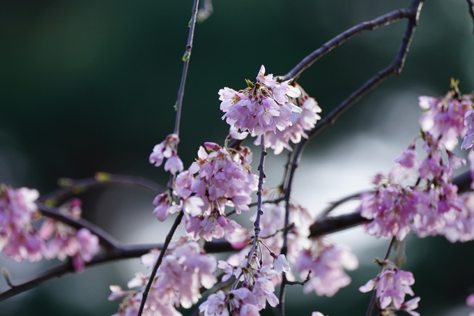 近衛邸跡の糸桜　No18