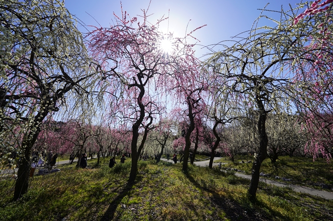 いなべ市農業公園_枝垂れ梅　No9