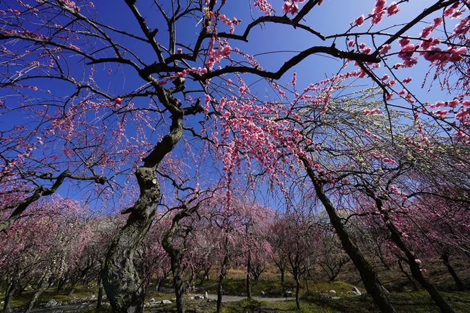 いなべ市農業公園_枝垂れ梅　No11