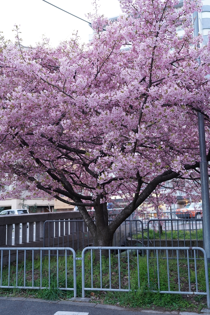 一條戻橋_河津桜_2024　No2