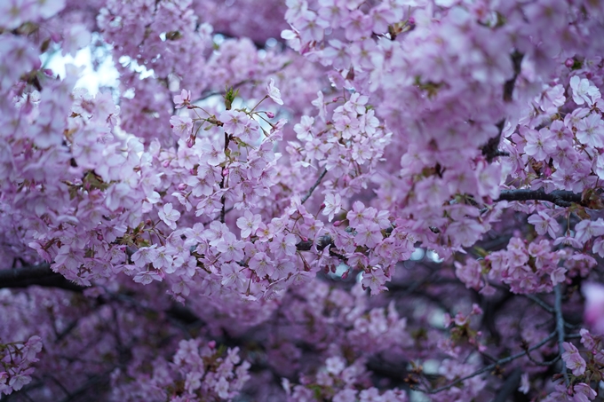 一條戻橋_河津桜_2024　No6