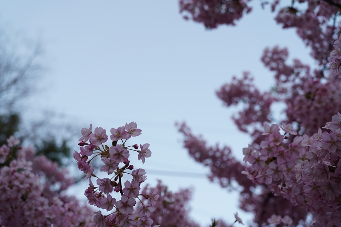 一條戻橋_河津桜_2024　No8